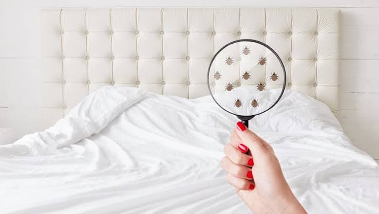 Signs you have dust mites in your bed or sofa